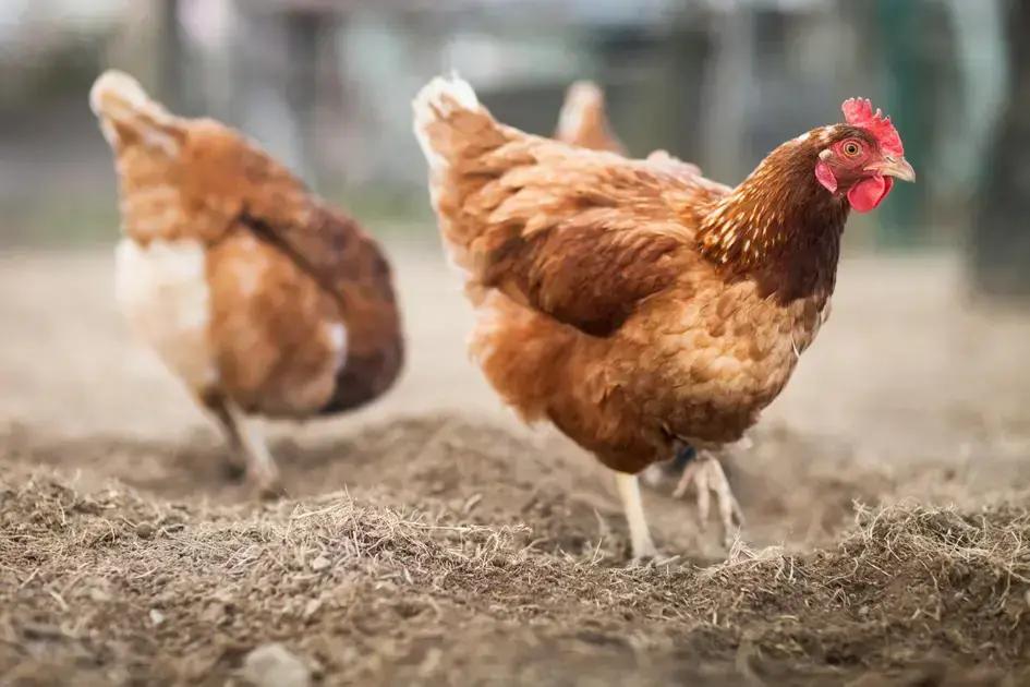 Fatores a Considerar na Escolha da Chocadeira